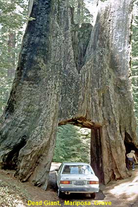 Dead Giant, Mariposa  Grove, Yosemite National Park