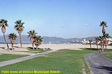 Palm trees at Venice Municipal Beach, Los Angeles,