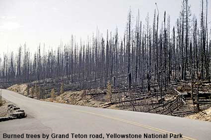  Burned trees by Grand Teton road, Yellowstone National Park, WY, USA