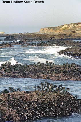 Rocks, surf & seaweed at Bean Hollow State Beach, CA, USA Rocks, surf & seaweed at Bean Hollow State Beach, CA, USA