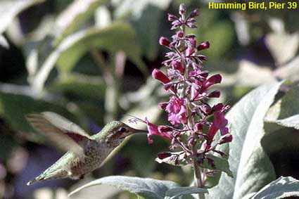  Humming Bird, Pier 39, San Francisco, CA, USA
