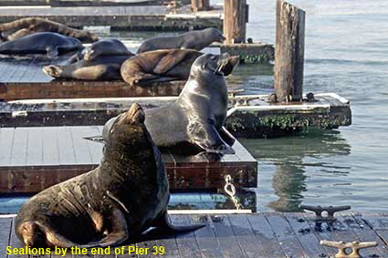  Sealions by the end of Pier 39, San Francisco, CA, USA