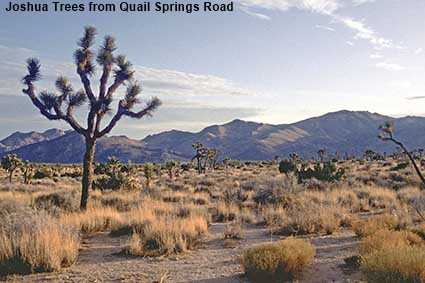 Joshua trees from Quail Springs Road, Joshua Tree National Park CA, USA