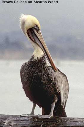 Pelican on Stearns Wharf, Santa Barbara, CA, USA Pelican on Stearns Wharf, Santa Barbara, CA, USA