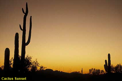 Sunset over Organ Pipe Cactus National Monument, AZ, USA Sunset over Organ Pipe Cactus National Monument, AZ, USA