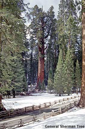  General Sherman Tree, Sequoia National Park, CA, USA