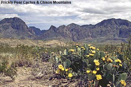 Prickly Pear Cactus & Chisos Mountains, Big Bend National Park, TX, USA