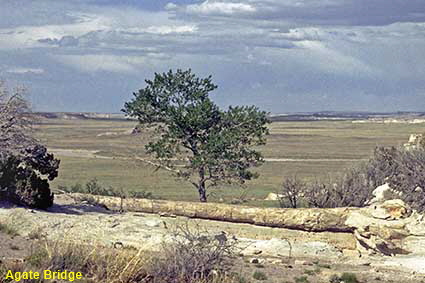 Agate Bridge, Petrified Forest National Park, AZ, USA Agate Bridge, Petrified Forest National Park, AZ, USA