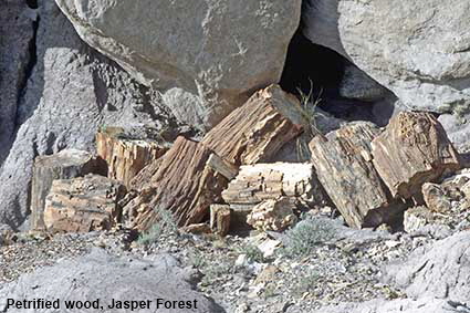 Petrified wood, Jasper Forest, Petrified Forest National Park, AZ, USA Petrified wood, Jasper Forest, Petrified Forest National Park, AZ, USA