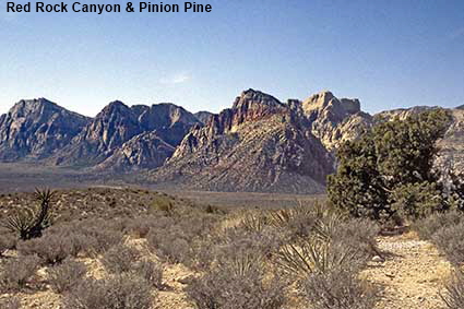 Red Rock Canyon & Pinion Pine, NV, USA