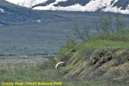 Grizzly Bear digging for prey, Denali National Park, AK, USA 
