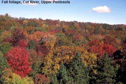 Fall foliage, Cut River, MI, USA