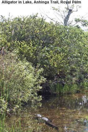  Alligator in Lake, Anhinga Trail, Royal Palm, Everglades National Park, FL, USA