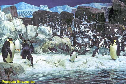  Penguins, Sea World, San Diego, CA, USA