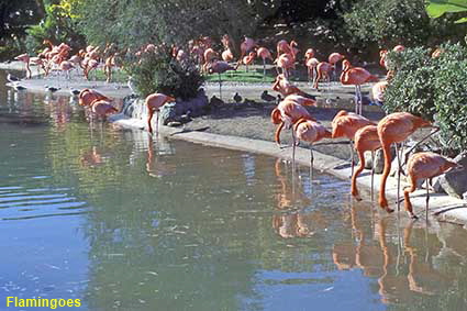 Flamingoes, Sea World, San Diego, CA, USA