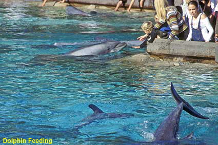  Dolphin feeding, Sea World, San Diego, CA, USA