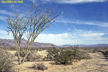  Ocotillo in leaf, Joshua Tree National Park, CA, USA