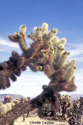  Close up of Cholla Cactus, Cholla Cactus Garden, Joshua Tree National Park, CA, USA
