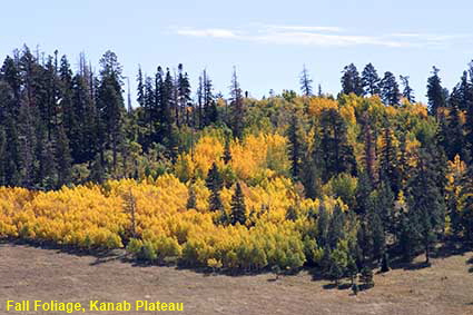  Fall Foliage, Kanab Plateau, AZ, USA