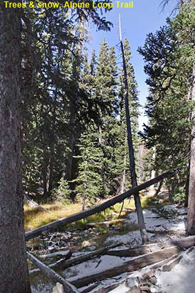  Trees & snow, Alpine Loop Trail, Great Basin National Park, NV, USA