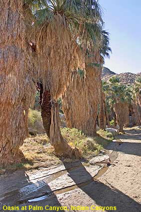 Oasis at Palm Canyon, Indian Canyons Trading Post, CA, USA Oasis at Palm Canyon, Indian Canyons Trading Post, CA, USA