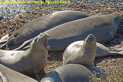  Elephant Seals at Piedras Blancas Beach, CA, USA