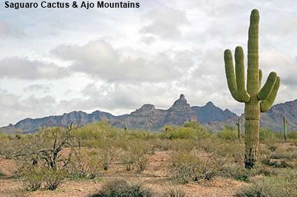 Saguaro cactus & Ajo Mountains, Organ Pipe Cactus Natl Monument, AZ, USA Saguaro cactus & Ajo Mountains, Organ Pipe Cactus Natl Monument, AZ, USA