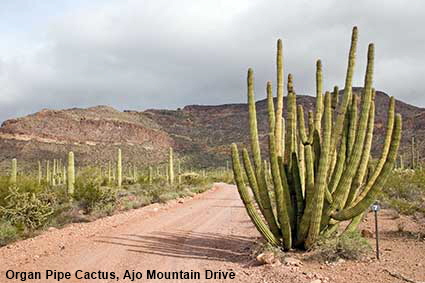 Organ Pipe Cactus, Ajo Mountain Drive, Organ Pipe Cactus Natl Monument, AZ, USA Organ Pipe Cactus, Ajo Mountain Drive, Organ Pipe Cactus Natl Monument, AZ, USA