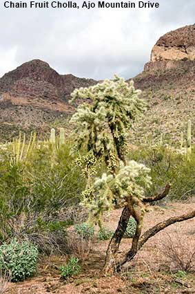 Chain Fruit Cholla, Ajo Mountain Drive, Organ Pipe Cactus Natl Monument, AZ, USA Chain Fruit Cholla, Ajo Mountain Drive, Organ Pipe Cactus Natl Monument, AZ, USA