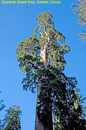 General Grant tree, Grants Grove, Kings Canyon National Park, CA, USA