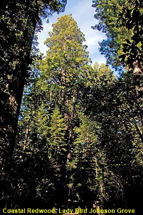 Coastal Redwood, Lady Bird Johnson Grove, Redwood National Park, CA, USA Coastal Redwood, Lady Bird Johnson Grove, Redwood National Park, CA, USA