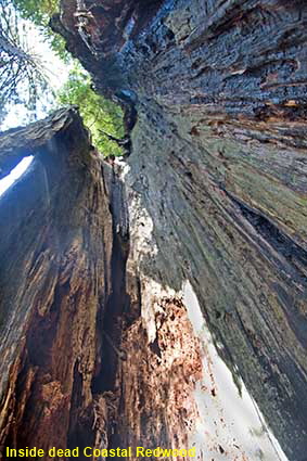 Inside dead Coastal Redwood, Lady Bird Johnson Grove, Redwood National Park, CA, USA Inside dead Coastal Redwood, Lady Bird Johnson Grove, Redwood National Park, CA, USA