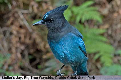 Steller's Jay, Big Tree Wayside, Prairie Creek State Park, CA, USA Steller's Jay, Big Tree Wayside, Prairie Creek State Park, CA, USA