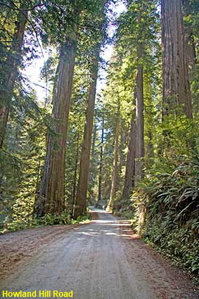 Howland Hille Road, Jedediah Smith State Park, CA, USA Howland Hille Road, Jedediah Smith State Park, CA, USA