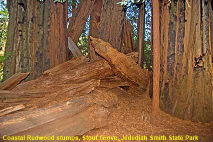 Coastal Redwood stumps, Stout Grove, Jedediah Smith State Park, CA, USA Coastal Redwood stumps, Stout Grove, Jedediah Smith State Park, CA, USA