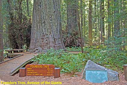 Founders Tree, Avenue of the Giants, Humboldt Redwoods State Park, CA, USA Founders Tree, Avenue of the Giants, Humboldt Redwoods State Park, CA, USA