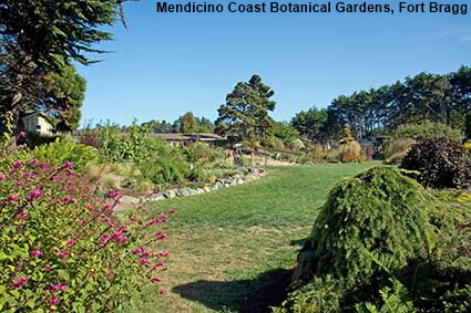  Perennial garden, Mendicino Coast Botanical Gardens, Fort Bragg, CA, USA