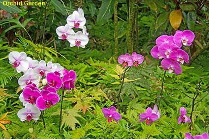 Orchid Garden, Hawaii Tropical Botanical Garden, Hawaii , HI, USA Orchid Garden, Hawaii Tropical Botanical Garden, Hawaii , HI, USA