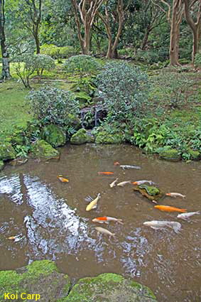  Koi Carp, Byodo-in Temple, Oahu, HI, USA