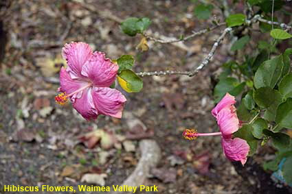 Hibiscus Flowers, Waimea Valley Park, Oahu, HI, USA Hibiscus Flowers, Waimea Valley Park, Oahu, HI, USA
