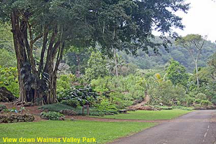 View down Waimea Valley Park, Oahu, HI, USA View down Waimea Valley Park, Oahu, HI, USA