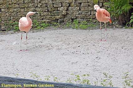 Flamingos, Sunken Gardens, St Petersburg, FL, USA