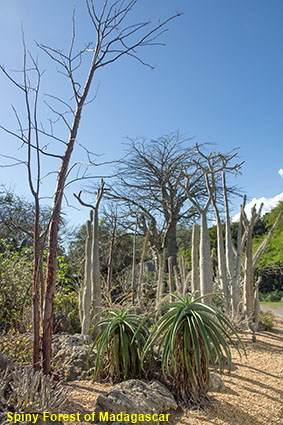 Spiny Forest of Madagascar, Fairchild Tropical Botanic Garden, Coral Gables, Miami, FL, USA Spiny Forest of Madagascar, Fairchild Tropical Botanic Garden, Coral Gables, Miami, FL, USA