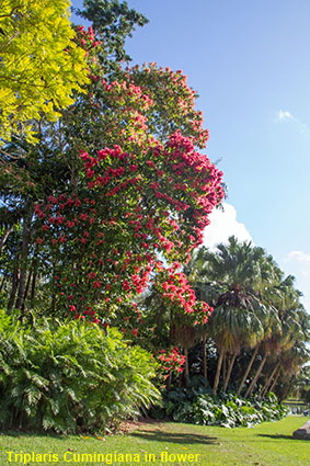Triplaris Cumingiana in flower, Fairchild Tropical Botanic Garden, Coral Gables, Miami, FL, USA Triplaris Cumingiana in flower, Fairchild Tropical Botanic Garden, Coral Gables, Miami, FL, USA