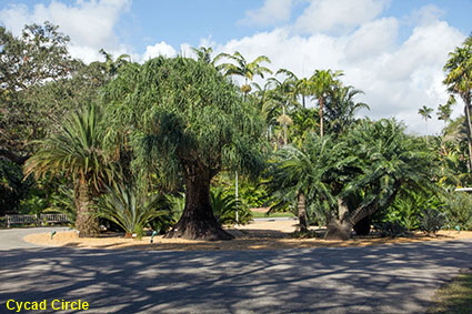 Cycad Circle, Fairchild Tropical Botanic Garden, Coral Gables, Miami, FL, USA Cycad Circle, Fairchild Tropical Botanic Garden, Coral Gables, Miami, FL, USA