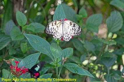 Paper Kite Butterfly, Butterfly Conservatory, Fairchild Tropical Botanic Garden, Coral Gables, Miami, FL, USA Paper Kite Butterfly, Butterfly Conservatory, Fairchild Tropical Botanic Garden, Coral Gables, Miami, FL, USA