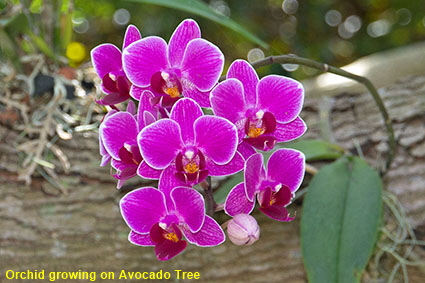 Orchid growing on Avocado Tree, Fairchild Tropical Botanic Garden, Coral Gables, Miami, FL, USA Orchid growing on Avocado Tree, Fairchild Tropical Botanic Garden, Coral Gables, Miami, FL, USA