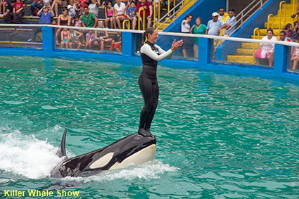Killer Whale Show, Miami Seaquarium, Key Biscayne, Miami, FL, USA
