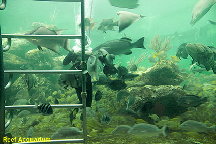 Reef Acquarium, Miami Seaquarium, Key Biscayne, Miami, FL, USA