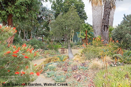 Plants in flower, Ruth Bancroft Garden, Walnut Creek, CA, USA